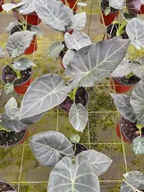 BubbleBlooms Alocasia Regal Shield in a 6 inch Pot Black Elephant Ear, U... - $50.08