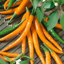 3 Pepper Seeds Cayenne Orange 25 Thru 1000 Seeds Hot Pepper Seeds Fresh Garden - $14.25