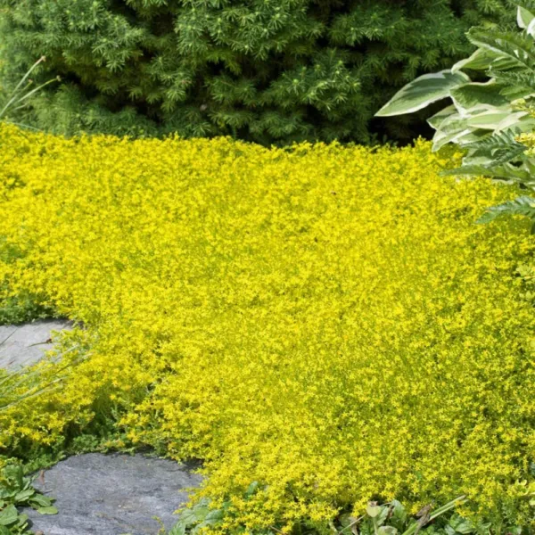 Yellow Acre Sedum Seeds For Planting (200 Seeds) Stunning Yellow Groundcover Fre - £17.24 GBP