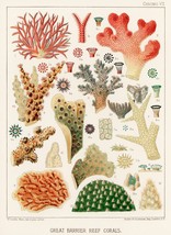 12791.Poster print.Room Wall design.1893 Great Barrier Australian Reef.Corals - £12.73 GBP+