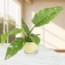 15 Seeds Philodendron Ring Of Fire Flowers Fresh Seeds - $187.71 MXN