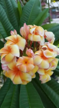 5 Yellow Orange Plumeria Seeds Plants Flower Flowers Perennial Seed - £13.25 GBP