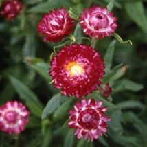LimaJa Strawflower Helichrysum Purple/Red 200 Seeds, LimoJaya Best SALE - £2.34 GBP