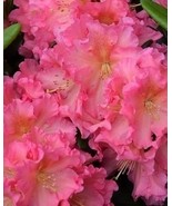 Cody Rhododendron~ Well Rooted STARTER Plant~Frilled Edges of Pink with ... - $27.99