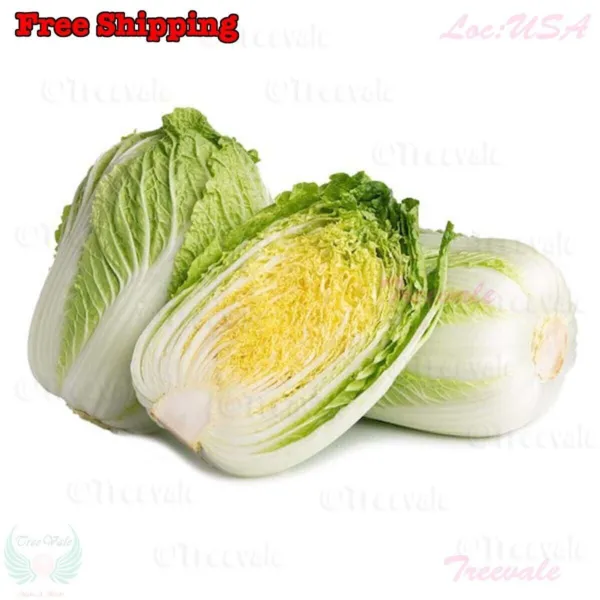 New Fresh Napa Kimchi Chinese Cabbage Dàbáicài 50 Seeds Organic - £9.04 GBP