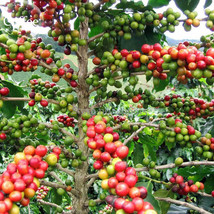 100% Genuine Heirloom Colorful Coffee Bean Plants 10 Seeds High Value E3885 - £5.49 GBP