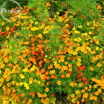 Tagetes Tenuifolia Signet Marigold Gem Mixed 100 Seeds Herb Flowers E3934 Garden - $11.98