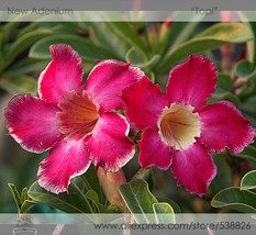 New Fresh New Topi Tropical Plants Adenium Desert Rose Flower Seeds Pack 2 Seeds - $5.16