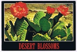 Postcard Desert Blossoms Prickly Pear Cactus Blooms - $2.96