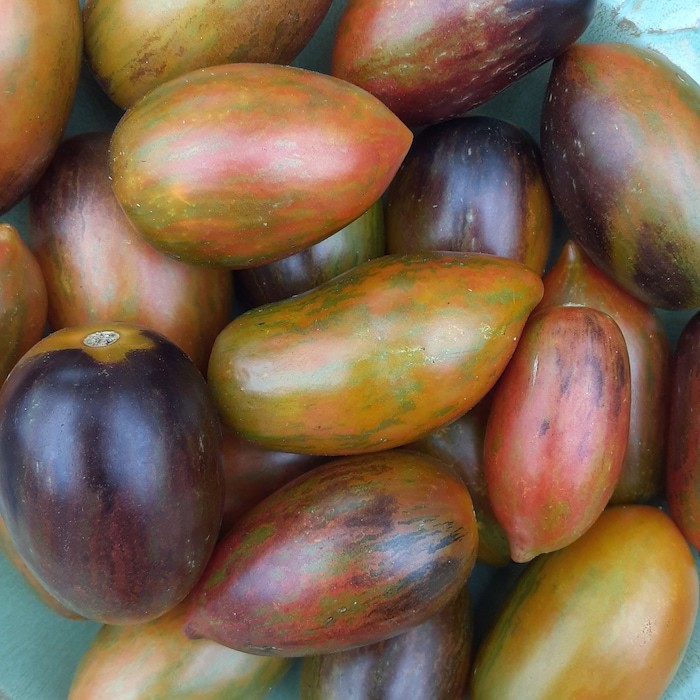Organic Atomic Grape Tomato Fast Shipping