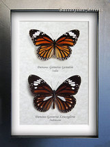 Tigers Danaus Genutia Leucoglene Real Butterflies Entomology Collectible Display - £59.06 GBP