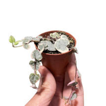 String of Hearts Variegated-4" Pot - $884.83 MXN
