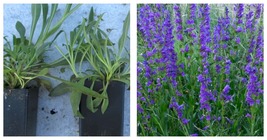 1 Plants PENSTEMON STRICTUS Rocky Mountain Beardtongue Garden - £28.24 GBP