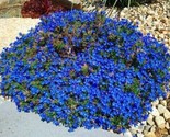 Wonderland Blue Alyssum Perennial Ground Cover Flower 100 Pure Seeds - $6.58