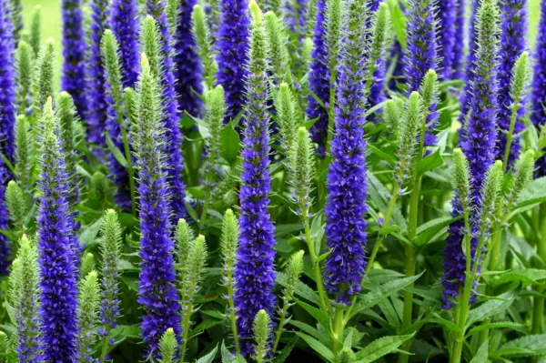 200 Blue Bouquet Veronica Spicata Spike Speedwell Herb Flower Seeds Fresh - £6.38 GBP
