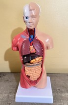 Mini Human Torso Model 15 Parts Anatomy Anatomical Internal Organs Teach... - £16.62 GBP
