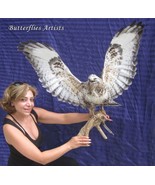 Museum Quality Bird of Prey – Mounted Display for Educational &amp; Decorati... - $998.99