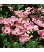 Cornus Kousa Satomi Pink Flowering Dogwood 24 Inch Tall Ships Bare Root ... - $99.99