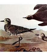 Golden Plover Bird 1950 Lithograph Art Print Audubon Nature First Editio... - €25,83 EUR