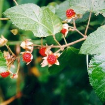 Rubus Moluccanus Molucca Raspberry Fruit Seeds Garden Us Seller - £13.88 GBP