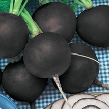 SR12Store 100 Black Spanish Round Radish Seeds Fresh Harvest Gardens US Product - £6.60 GBP