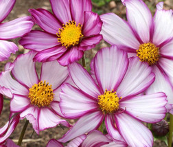 Cosmos Candy Stripe Cosmos Bipinnatus 2 500 Bulk Seeds Fresh - $37.98