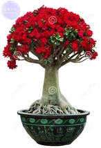 BELLFARM Adenium only 1 blooms colorful desert rose a must for home seed... - £9.17 GBP