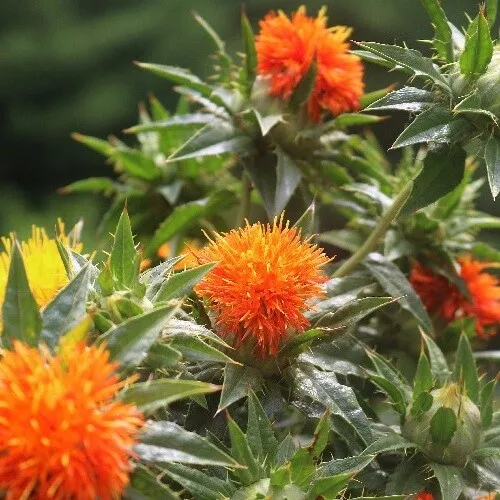 Safflower 4 oz Seeds for Planting Attracts Birds Drought Tolerant - $14.70