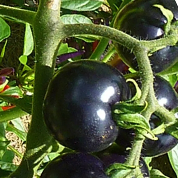 EUROPEAN BLACK CHERRY TOMATOES 30 SEEDS - £4.80 GBP