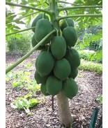 Red Lady Dwarf Papaya Plant - Carica papaya ‘Red Lady’ - Live Plant - $583.26 MXN