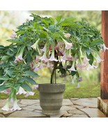 KKG 15 Seeds AngelS Trumpet Pink Pastel House Flowers Planting Seeds - €11,94 EUR