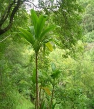 SKMO Cordyline Sp. &#39;Wide Leaf&#39; | 5 Seeds - £18.48 GBP