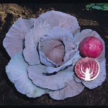 Red Jewel Cabbage  10 Seeds  Garden Beautiful USA SELLER - £4.28 GBP