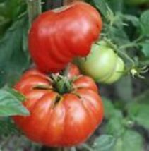 Tomato Mortgage Lifter Large Beefsteak Indeterminate 50 Seeds Heirloom Non-GMO - £9.57 GBP
