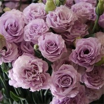 20 Seeds Light Purple Camellia Grandiflora Flower Exotic Bed Fresh Garden USA SE - $16.50