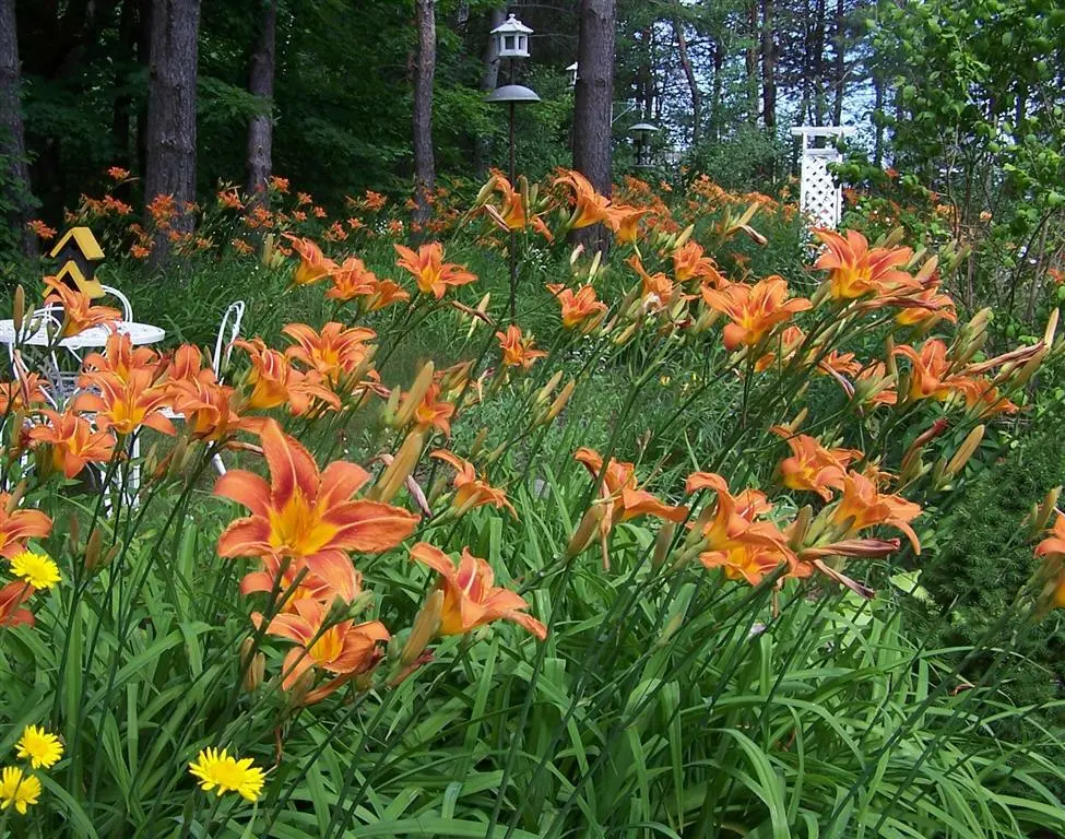 25 wild Orange Day Lily (&#39;Tawny &#39;Ditch Lily&#39;) bare root - £71.93 GBP