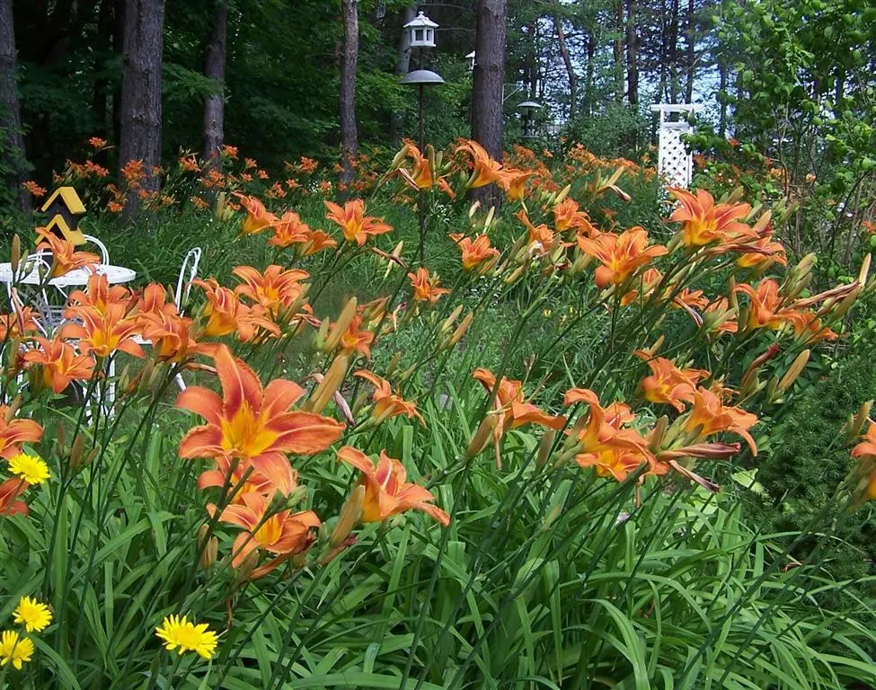 25 wild Orange Day Lily ('Tawny 'Ditch Lily') bare root - $89.99