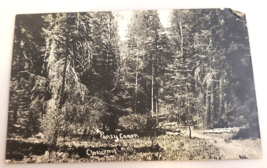 Cloudcroft New MEXICO- Pansy Canon Forest 1913 Antique Rppc Real Photo Post Card - £13.51 GBP