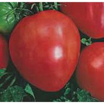 Bull&#39;s Heart Tomato Seeds Gardening Easy Grow Usa Shipping - $5.60