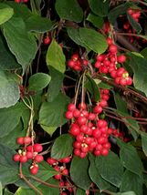 SH 15 Seeds Schisandra chinensis - Magnolia Berry Fruit Vine TCM Herb Pl... - £11.95 GBP