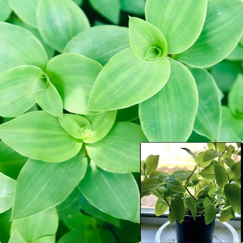 Tradescantia fluminensis Green 4inches Wandering Jew Small Leaf Live Plant - $18.99