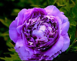 New Fresh 5 Seeds Big Leaf Hydrangea Purple Peony Tree Flowers Light Fra... - $3.72