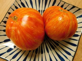 Sunrise Jazz tomato from the USA - 5+ Seeds - P 459 - £1.59 GBP