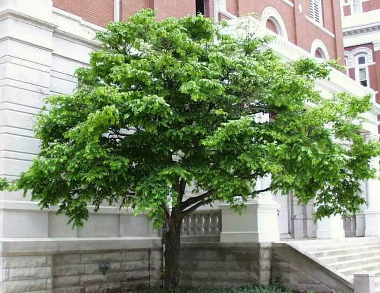 American Hornbeam Tree 12-15&quot; Tall Live Plant 4&quot; Carpinus caroliniana - £51.84 GBP