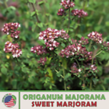 Sweet Marjoram Seeds, Origanum Majorana, Culinary, Medicinal, Genuine 1000 Seeds - £8.63 GBP