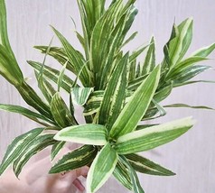 Daun Dracaena - Dracaena Sanderiana Leaf (Dried), 80 Gram - £13.14 GBP