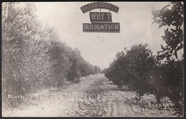Promoting Irrigation in Glenn County, CA Pre-1920 RPPC Olive &amp; Orange Grove - £19.71 GBP