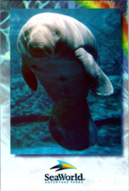 Postcard Florida SeaWorld Gentle Manatee Swimming  6 x 4&quot; - £3.24 GBP