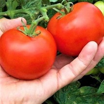 Moneymaker Tomato 15 Seeds Non-Gmo Heirloom Tomato Seeds Fresh Garden USA SELLER - £5.96 GBP