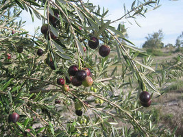 Live Plant Olea europaea - 'Mission' - Live Olive Tree - Outdoor Living - $50.99